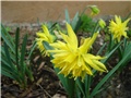 narcisi